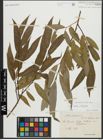 Foto von Salix alba L. x Salix fragilis L.